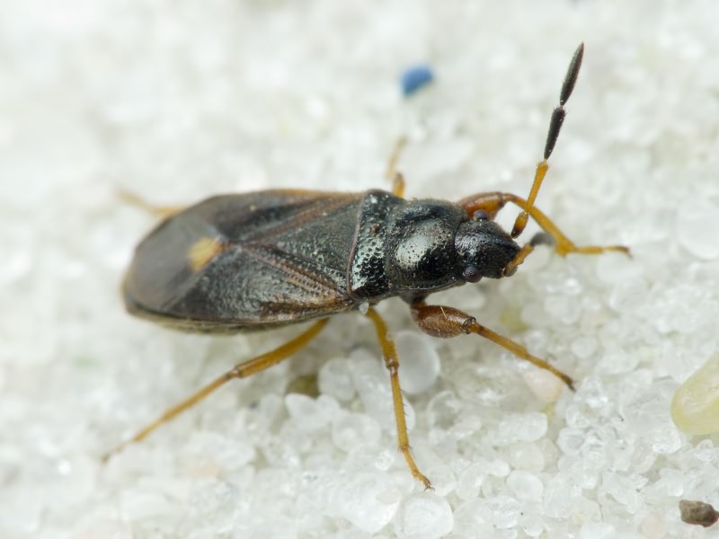 Megalonotus antennatus (Schilling, 1829)